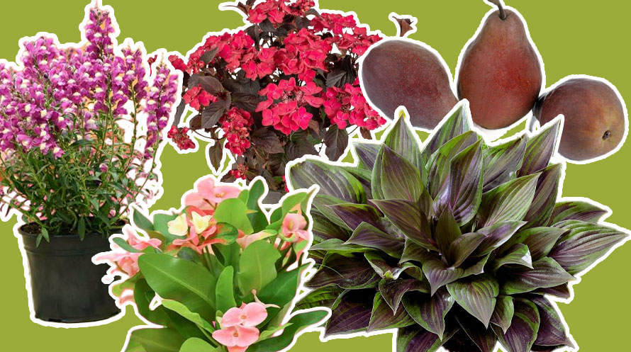 Plant show winners 2026
